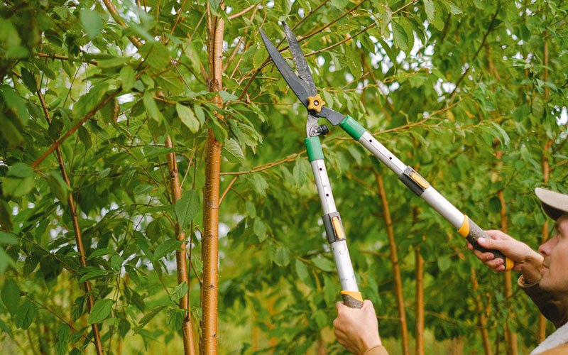 Tree trimming in Montchanin, DE