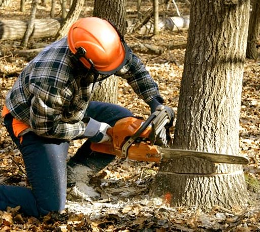Tree Removal in Montchanin, DE